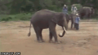 Elephant kick
